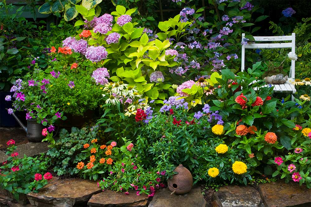 Färgglada blommor i en trädgård